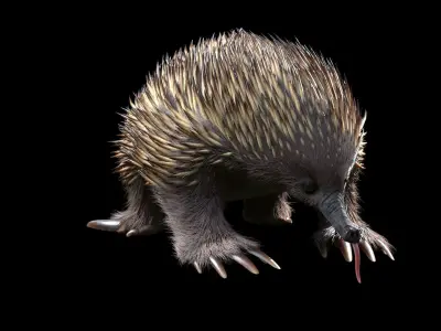 Tachyglossus aculeatus Static 3D model