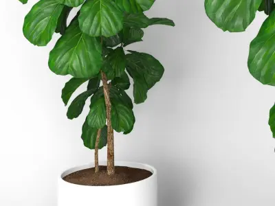 Fiddle leaf fig tree 3D model
