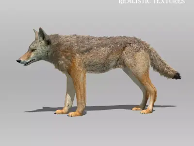 Coyote Animated Low-poly 3D model