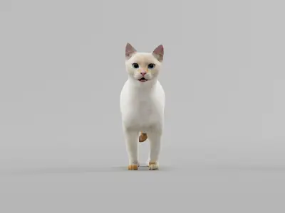 Flame Point Siamese Cat  3D model