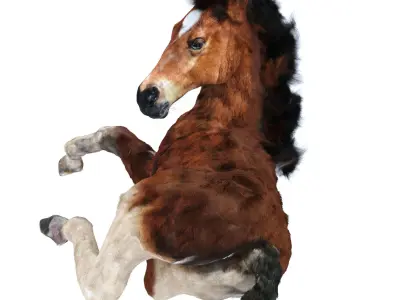 Resting foal 3D model