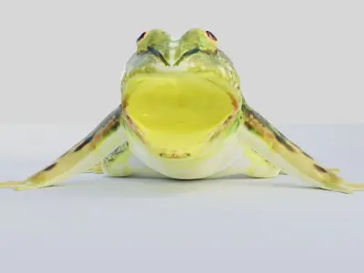 Jungle frog 3D model