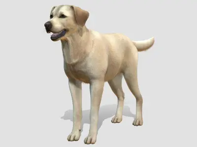 Dog - Labrador Low-poly 3D model