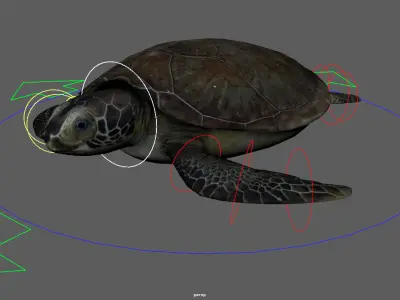 Turtle Rig Low-poly 3D model