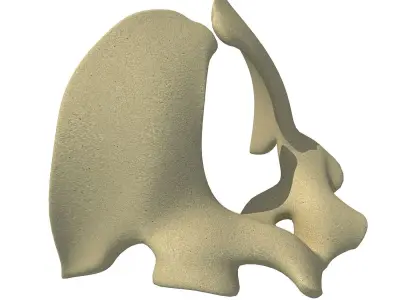Torso of an Animal 3D model