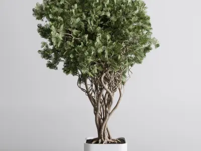 indoor plant 473 pot plant tree concrete dirt vase 3D model