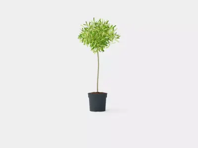 Olea europaea stem Low-poly 3D model