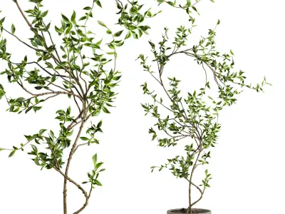Potted plant 3D model buy