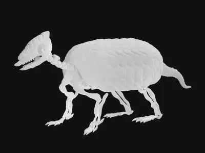 Armadillo skeleton 3D model