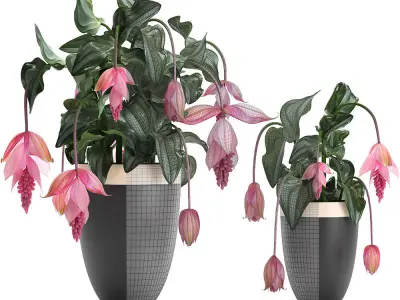 Collection Exotic plants Medinilla magnifica 3D model