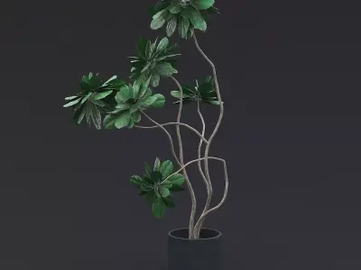 Fiddle Fig Tree I 3D model