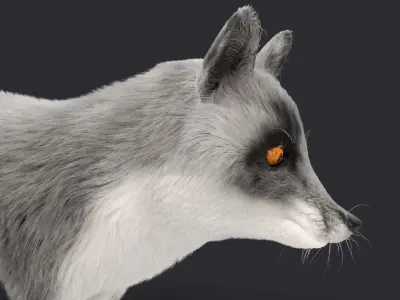 Fur Gray Fox Model Low-poly 3D model