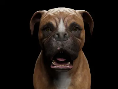 DOG - BOXER  Low-poly 3D model