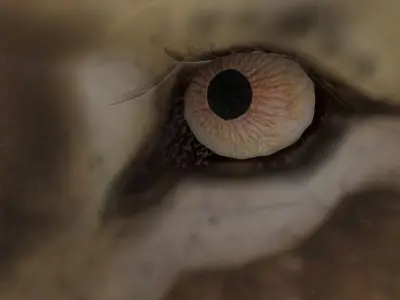 Realistic Scan Lion 3D model