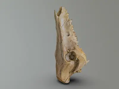 Wild Boar skull Low-poly 3D model