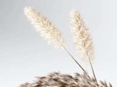 Bouquet05 Dry Pampas 3D model