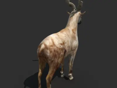 Mountains Goat 3D model