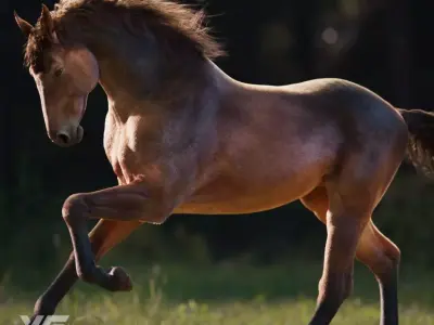 Brown Horse Animation   VFX Grace 3D model