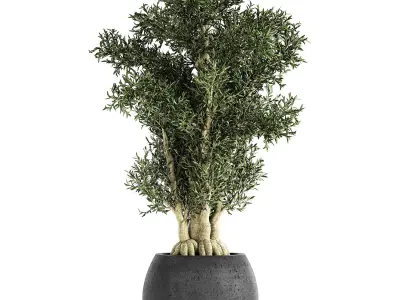 Decorative tree in a black flowerpots 806 3D model