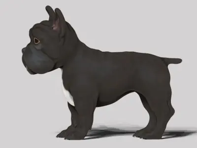 frenchie bulldog Low-poly 3D model