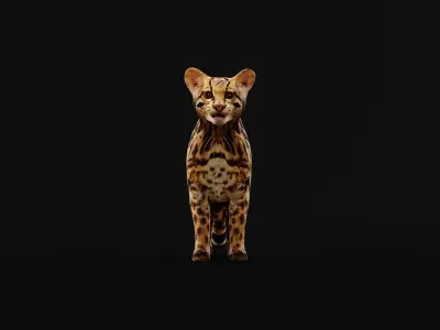 American Margay Wild Cat Low-poly 3D model
