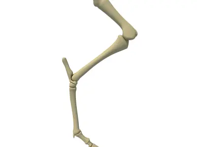 Skeleton of Animal Femur  3D model
