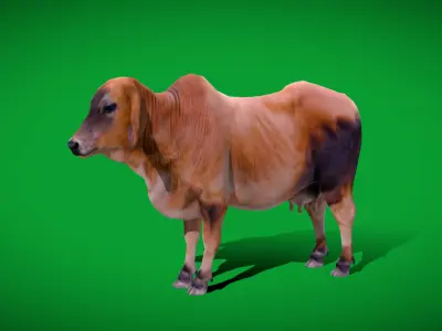Indian Cow Low-poly 3D model