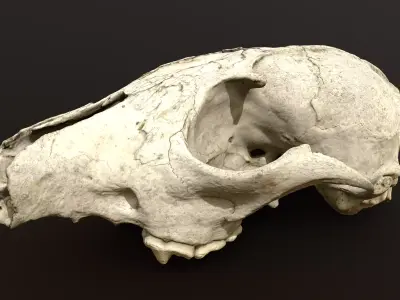 Fox skull Low-poly 3D model