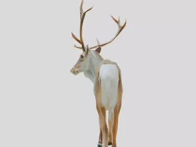 Majestic Deer 3D Model with Antler Details Low-poly 3D model