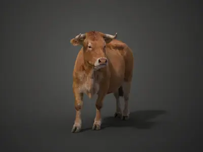Cattle Cow Rigged  VFX Grace 3D model
