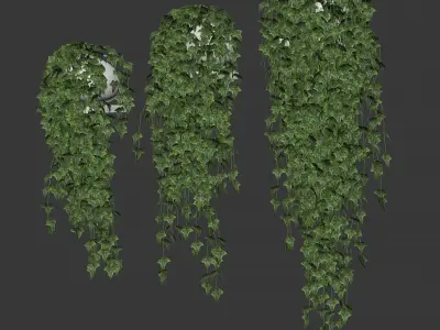 Set of 3 pots ivy models on the shelves 3D model
