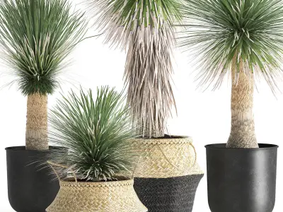 Yucca rostrata in a flowerpot for the interior 1015 3D model