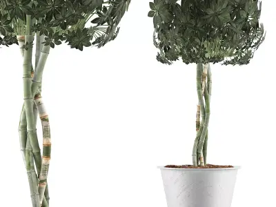 Plants Collection 72 3D model