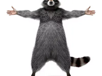 Grey Raccoon Fur model pack Low-poly 3D model