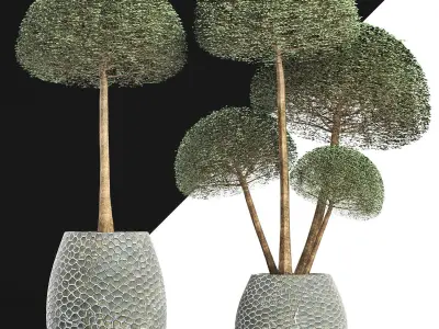 Plants Collection 153 Ligustrum Lucidum Vray 3D model