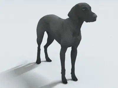 laos Weimaraner dog 3D model