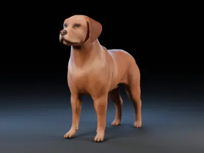 Dog Labrador Retriever Animal Low-poly 3D model