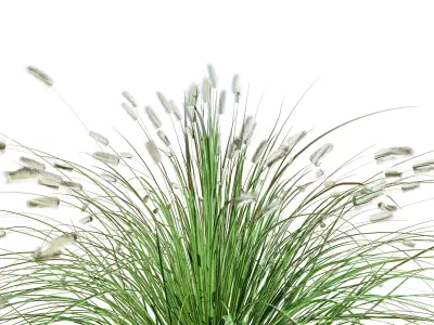 Little Bunny Fountain Grass 3d collection Low-poly 3D model