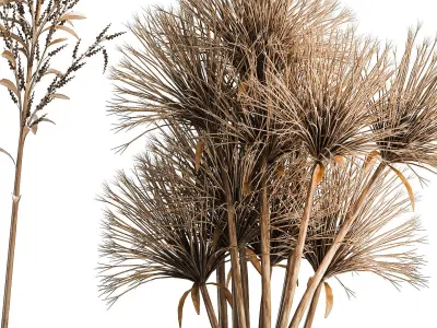 Collection of minimalist bouquets dried flowers pampas vase 323 3D model