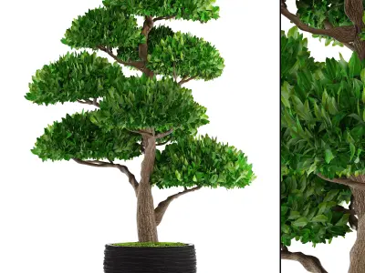 Bonsai tree 3D model