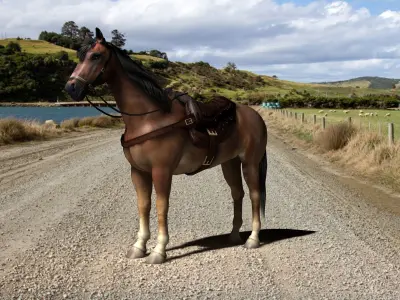Brown horse with saddle and packs Low-poly 3D model