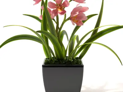 Orchid flowerd plant 3D model