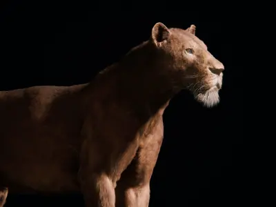 Young Lion 3d Blender model 3D model