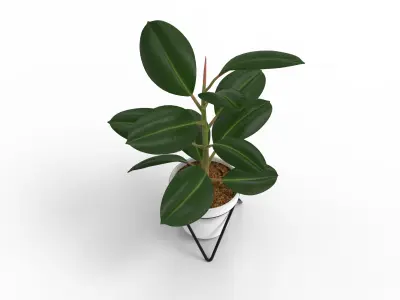 Potted ficus 3D model