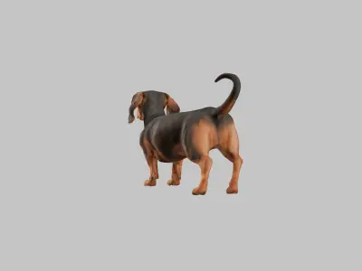 A realistic Dachshund Dog Low-poly 3D model