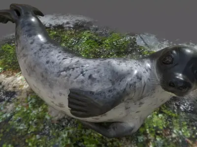 Common Seal Rigged Low-poly 3D model