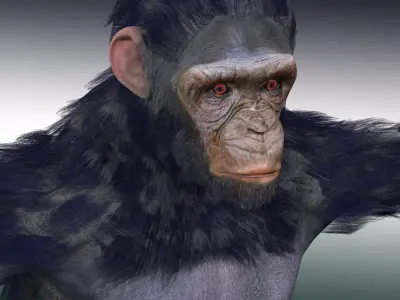 Chimpanzee Ape Rig 3D model