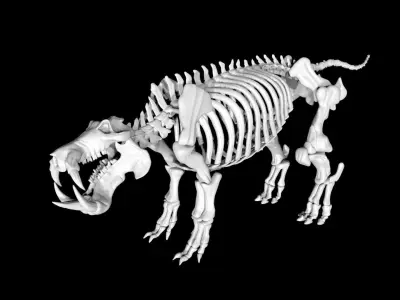 Hippo skeleton Low-poly 3D model