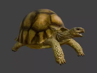 Angonoka Tortoise 3D model