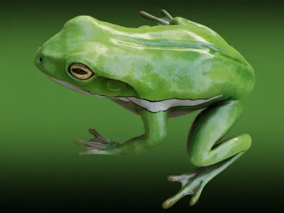 Frog  - American green tree frog Low-poly 3D model